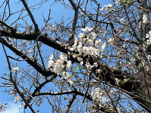 お部屋からお花見プラン〜2食付き〜源泉かけ流し温泉